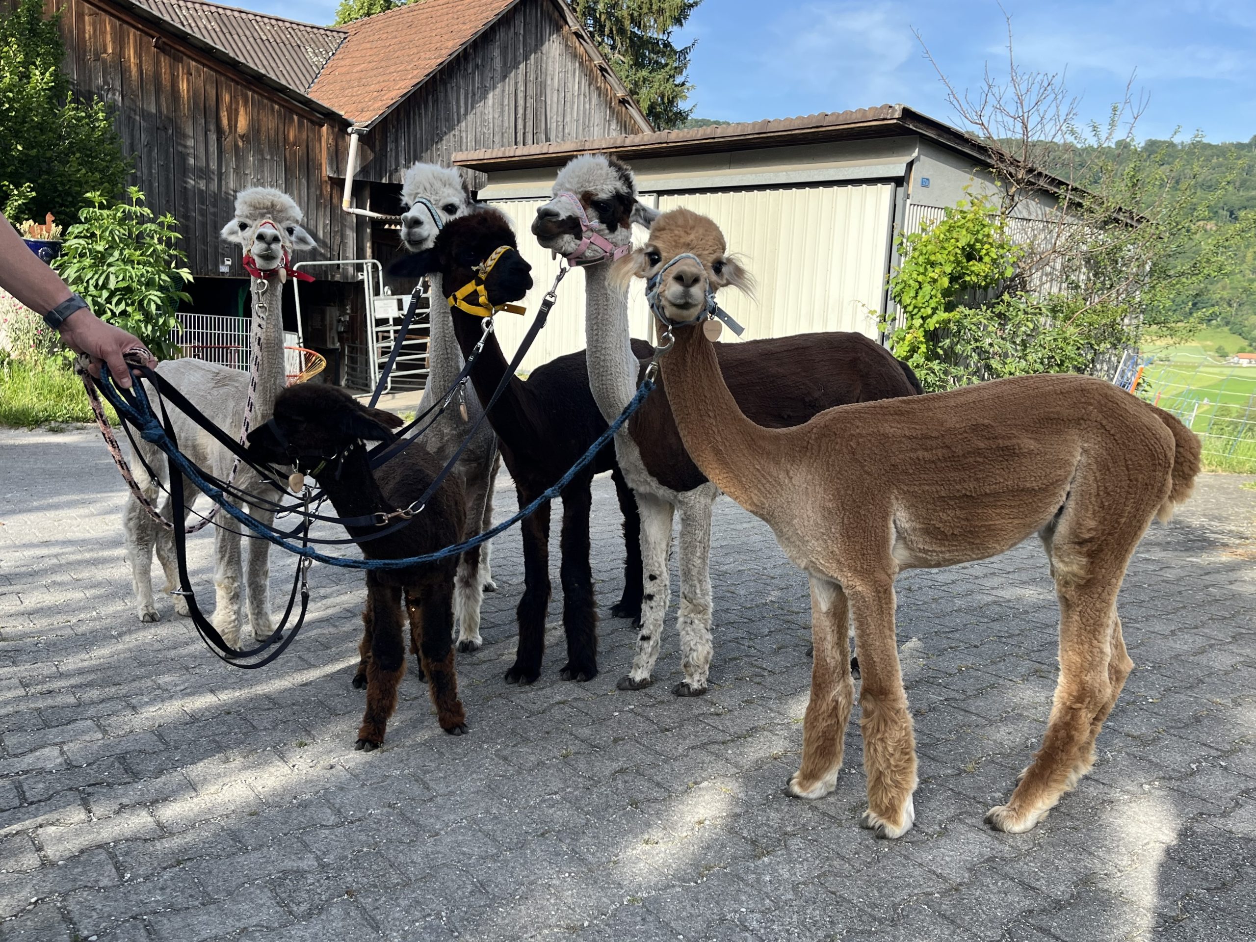 Alpacazeit mit Spaziergang